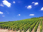 Des Sources in Santenay, Burgundy
